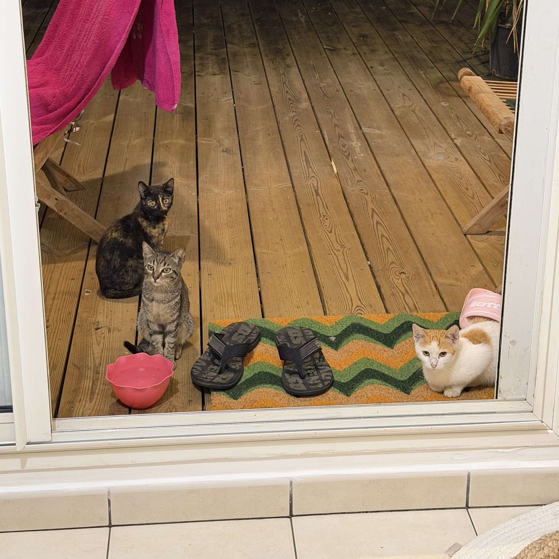 Bounty, Snickers et Mars chatons, sur la terrasse à travers la baie vitrée