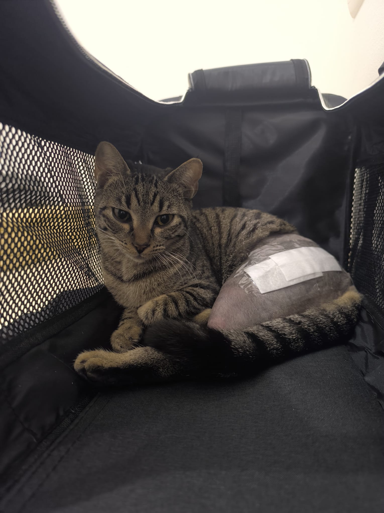 Snickers dans sa cage de transport après l'opération
