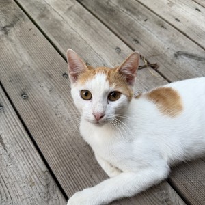 Portrait de Bounty