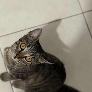 Portrait de Snickers