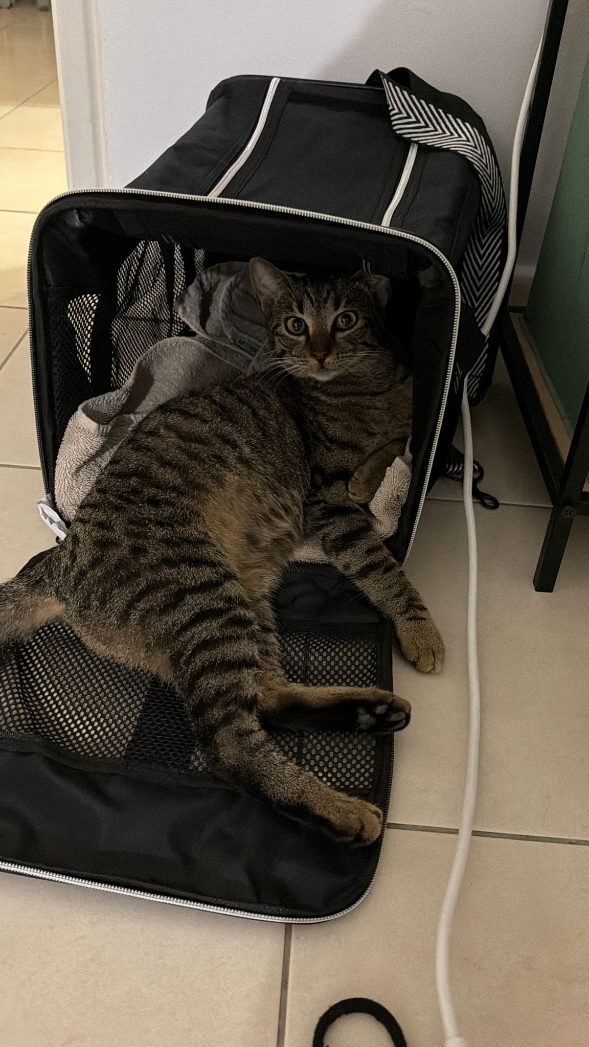 Snickers couchée dans son sac de transport, détendue